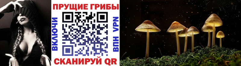 закладки  Ржев  Псилоцибиновые грибы Cubensis 